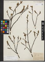 Foto von Salix phylicifolia L.
